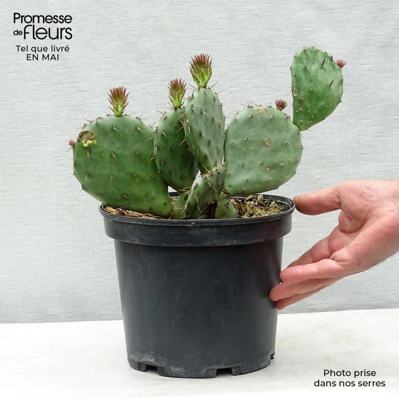 Esimerkki keväällä toimitetusta Opuntia atrispina Pot de 4L/5L-taimesta