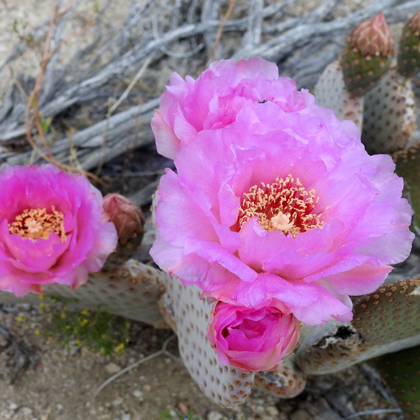 Opuntia basilaris (Kukinta)