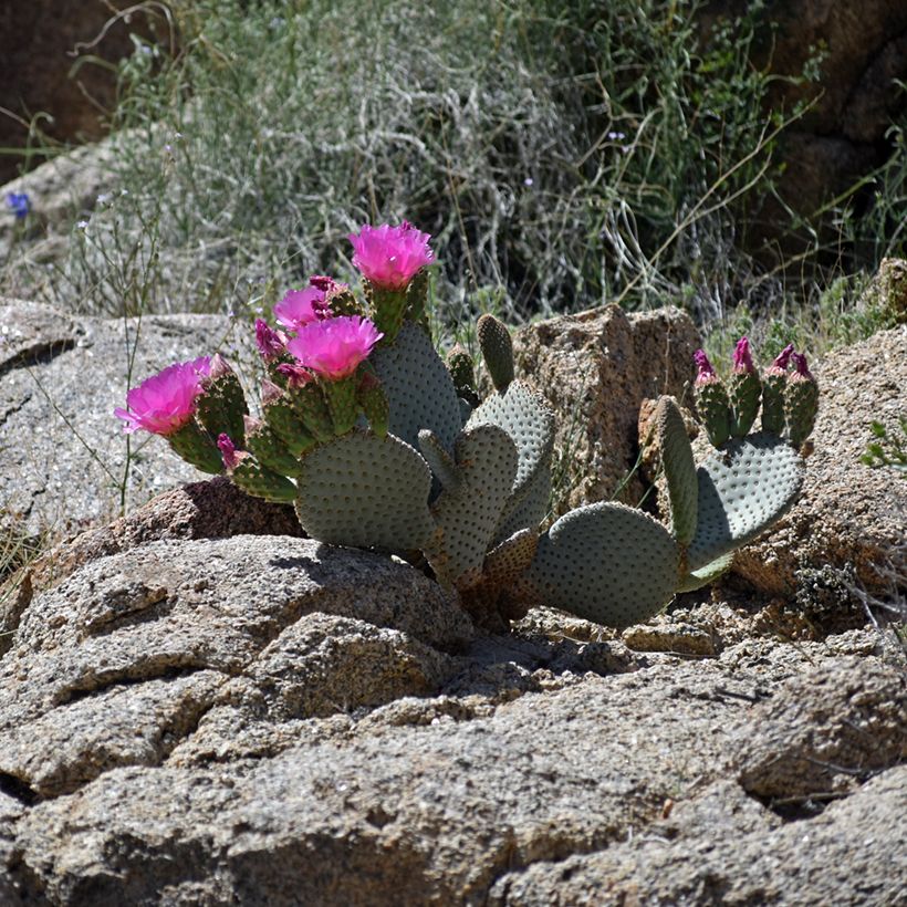 Opuntia basilaris (Kasvutapa)