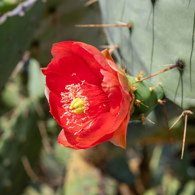 Opuntia bergeriana (Kukinta)
