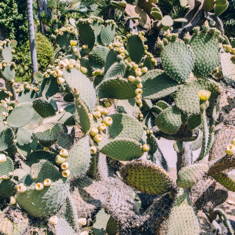 Opuntia bergeriana (Kasvutapa)