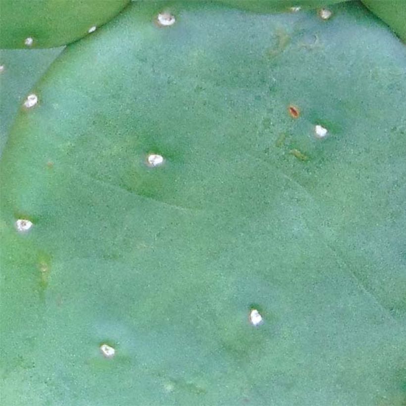 Opuntia compressa Millevaches (Lehvistö)