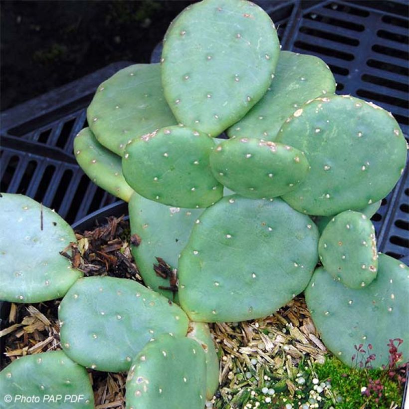 Opuntia compressa Millevaches (Kasvutapa)