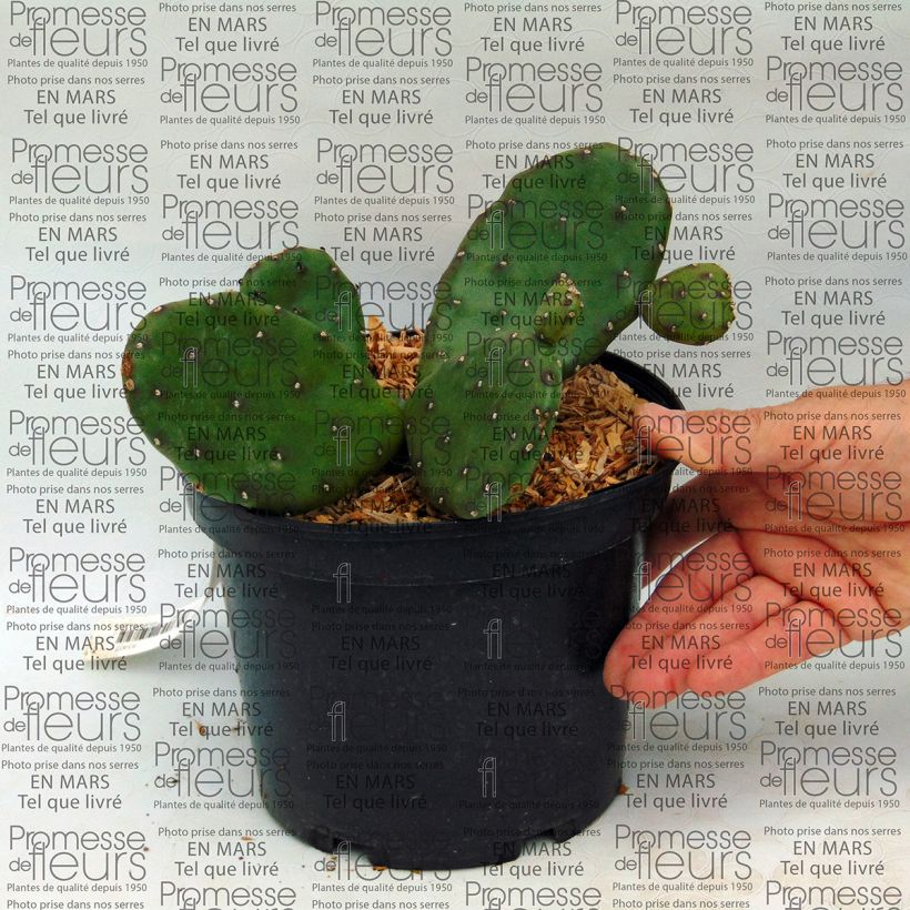 Esimerkki toimitetusta Opuntia compressa Millevaches Pot de 2L/3L-taimesta