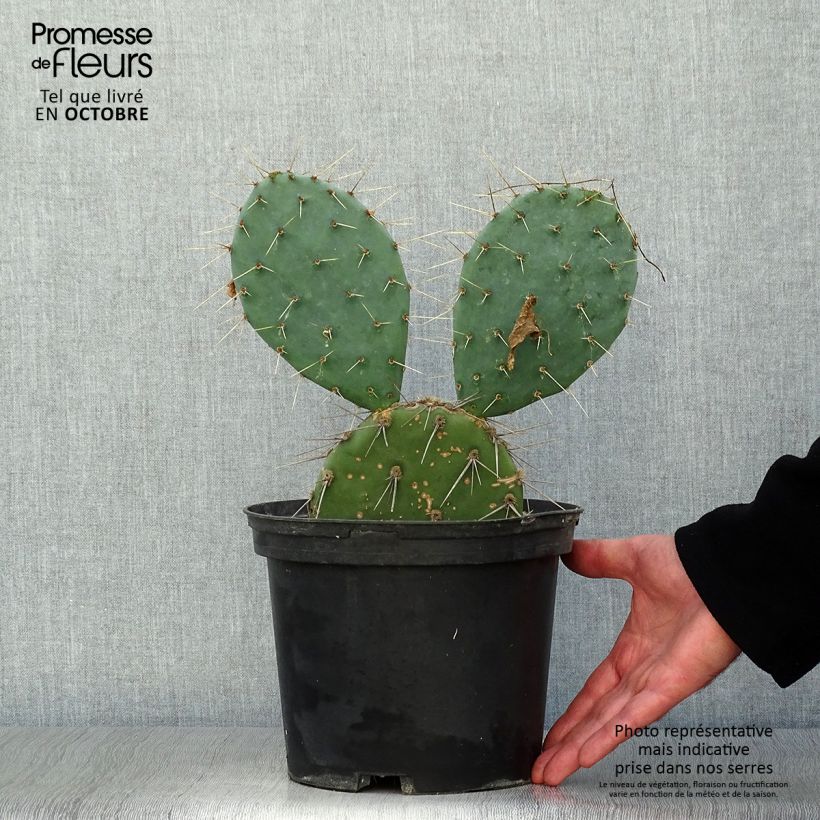 Esimerkki syksyllä toimitetusta Opuntia discata 4 litran/5 litran ruukku-taimesta