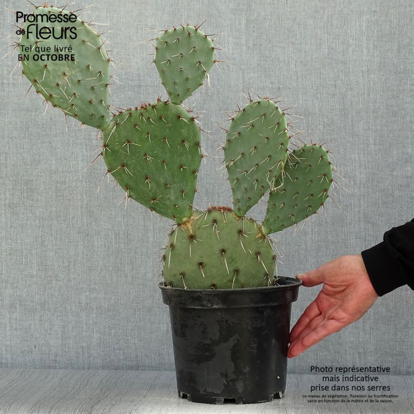 Esimerkki syksyllä toimitetusta Opuntia dulcis 4 litran/5 litran ruukku-taimesta