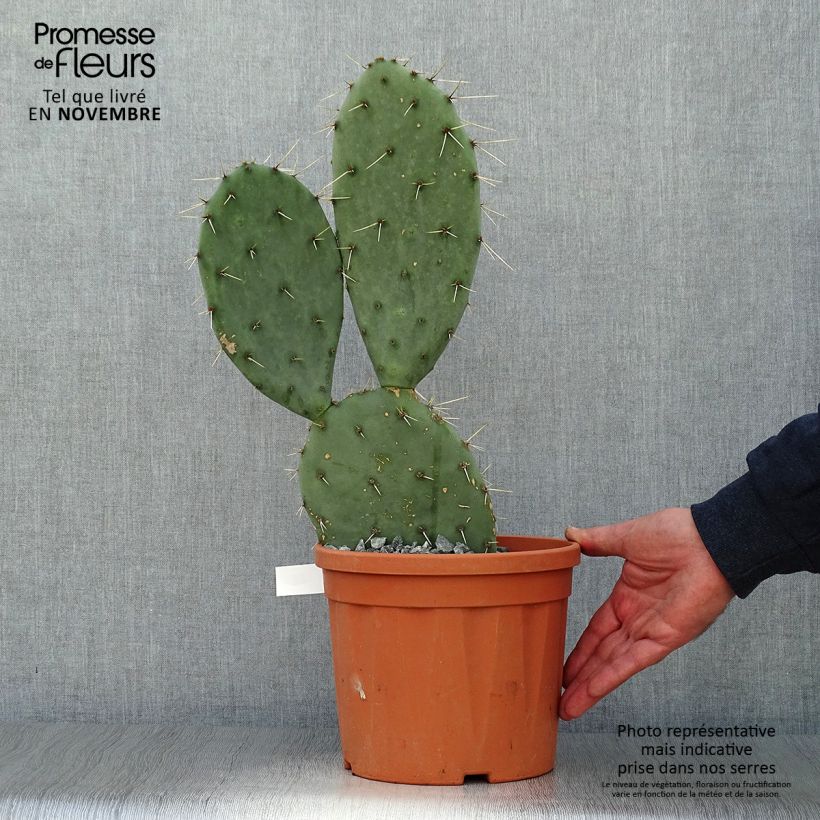 Esimerkki syksyllä toimitetusta Luumuopuntia Belen 4 litran/5 litran ruukku-taimesta