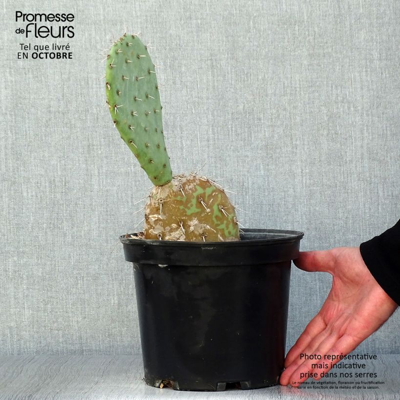 Esimerkki syksyllä toimitetusta Luumuopuntia - Opuntia engelmannii 4 litran/5 litran ruukku-taimesta
