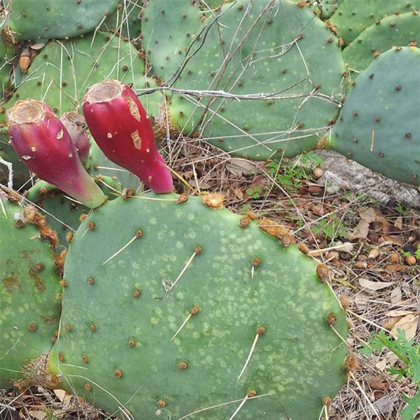 Opuntia engelmannii var.indheimeri (Kasvutapa)