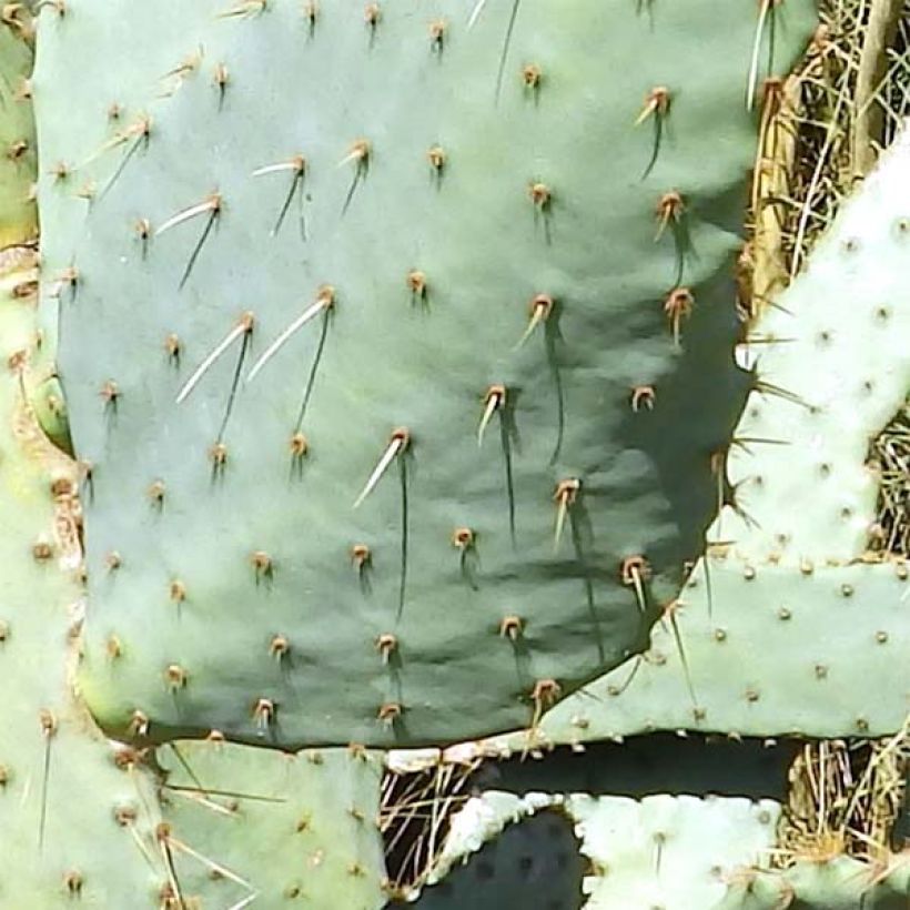 Opuntia engelmannii var.linguiformis (Lehvistö)