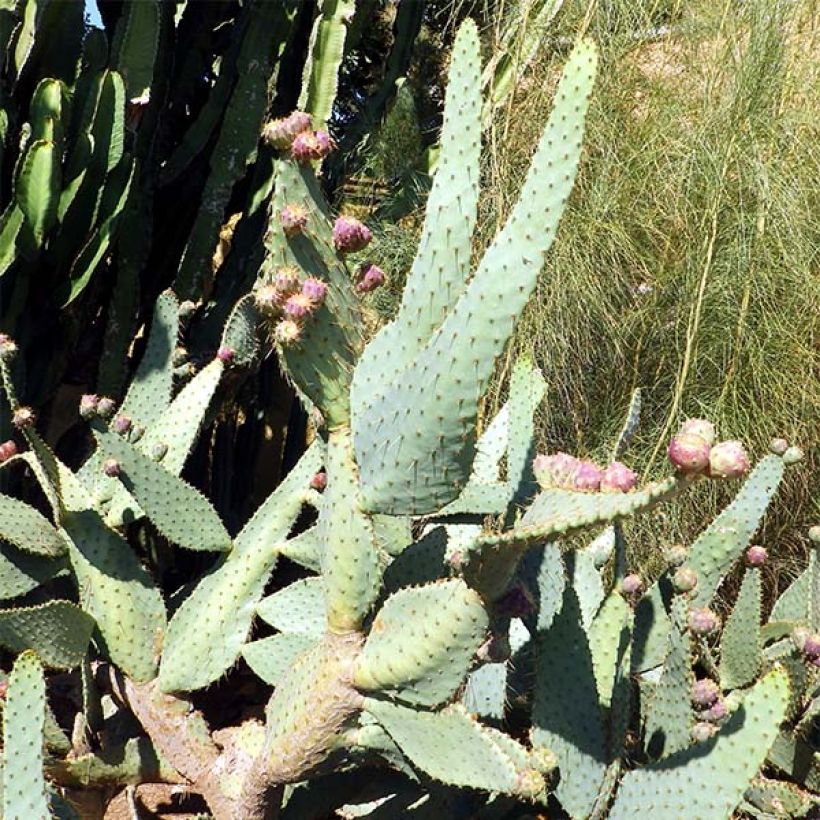 Opuntia engelmannii var.linguiformis (Kasvutapa)