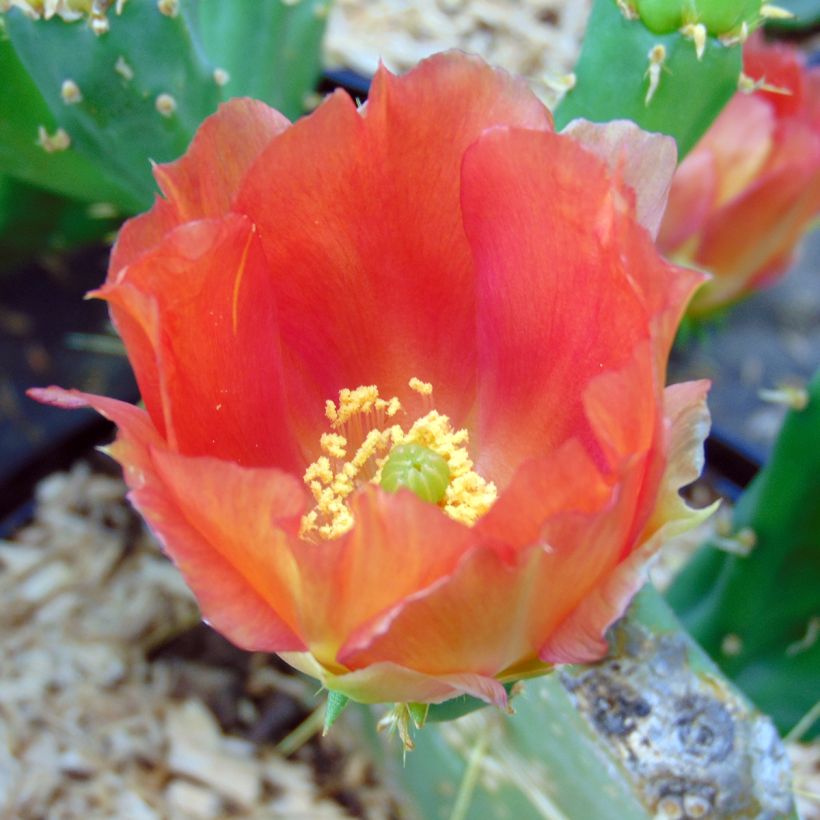 Opuntia engelmannii var.indheimeri (Kukinta)