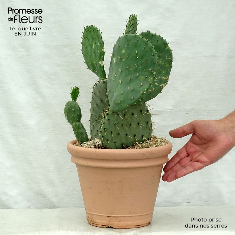 Esimerkki kesällä toimitetusta Opuntia engelmannii var.indheimeri Pot de 4L/5L-taimesta