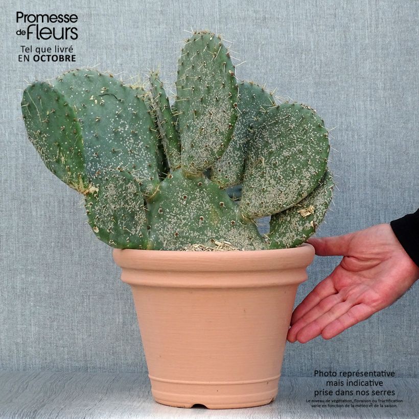 Esimerkki syksyllä toimitetusta Opuntia engelmannii var.indheimeri 4 litran/5 litran ruukku-taimesta
