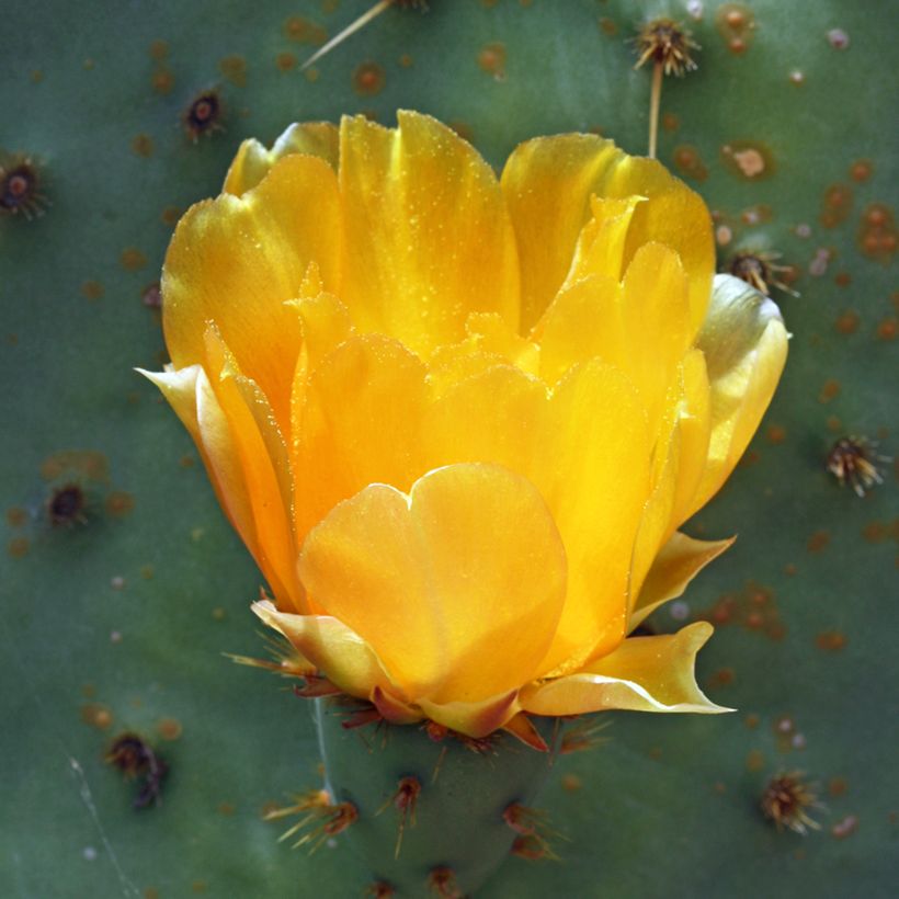 Opuntia engelmannii var.linguiformis (Kukinta)