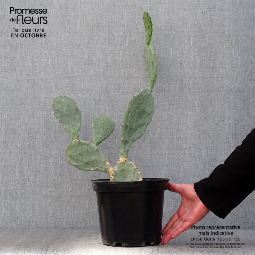 Esimerkki syksyllä toimitetusta Opuntia engelmannii var. rastrera 4 litran/5 litran ruukku-taimesta