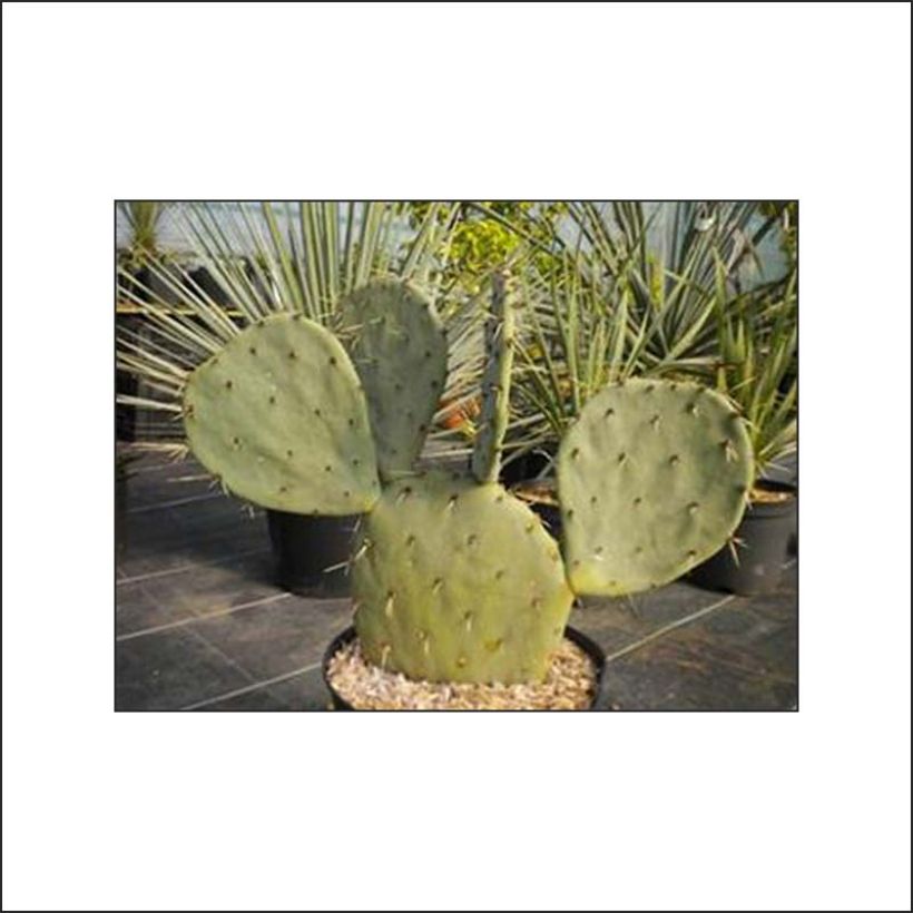 Opuntia gregoriana (Lehvistö)