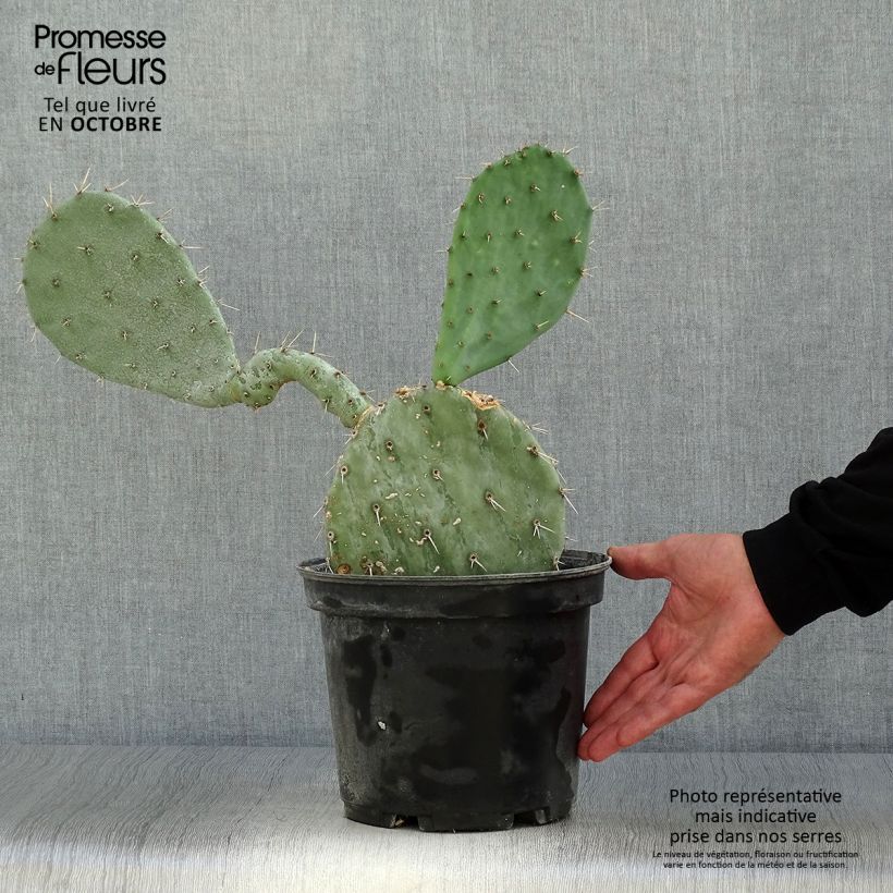 Esimerkki syksyllä toimitetusta Opuntia gregoriana 4 litran/5 litran ruukku-taimesta