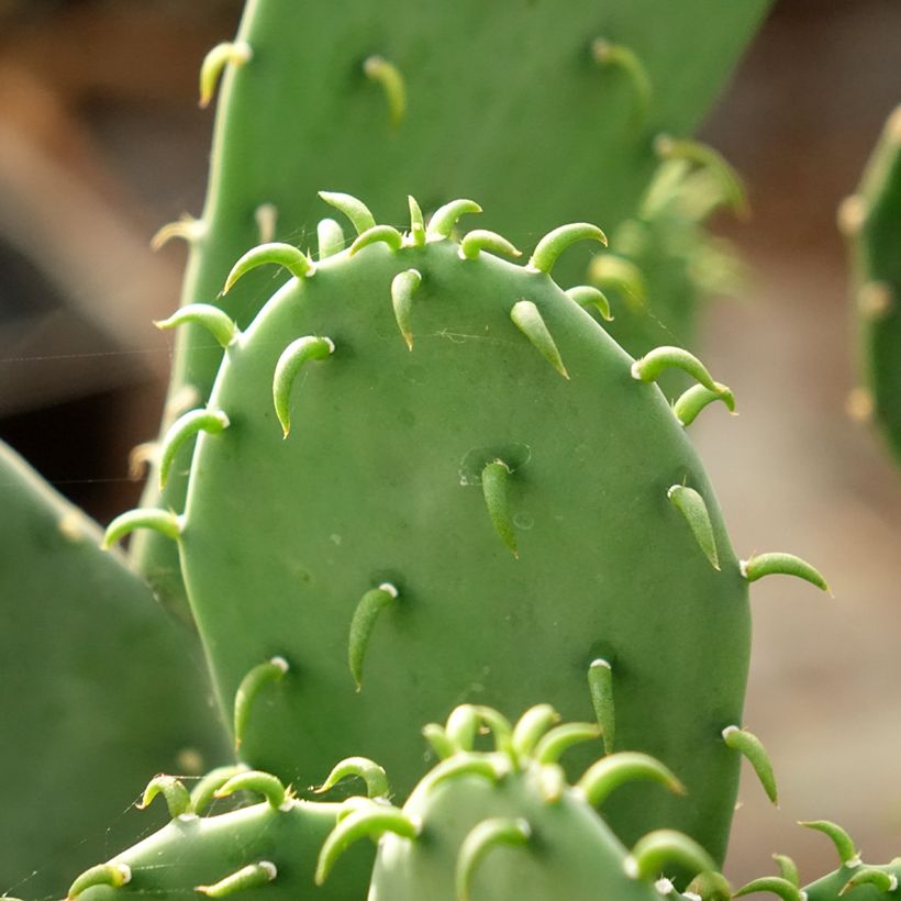 Opuntia laevis (Lehvistö)