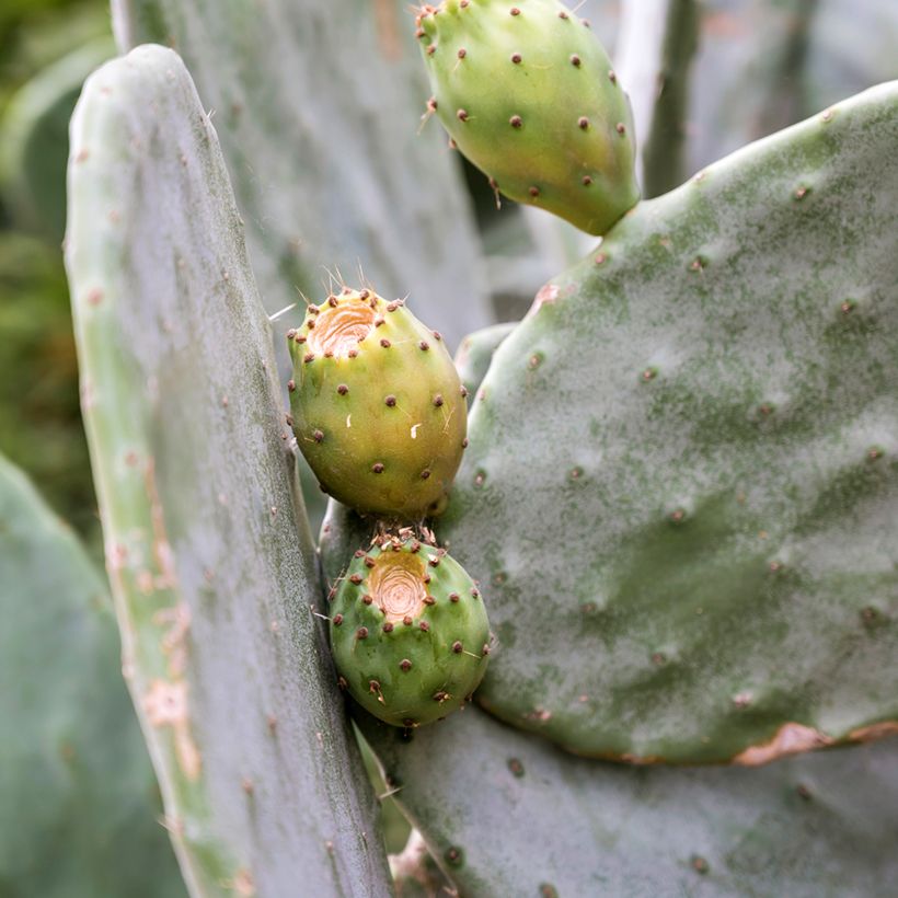 Partaopuntia - Opuntia leucotricha (Sadonkorjuu)