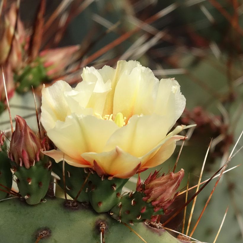 Purppuraopuntia - Opuntia macrocentra (Kukinta)