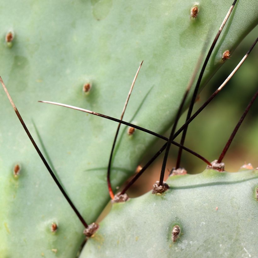 Opuntia macrocentra Epines noires (Lehvistö)