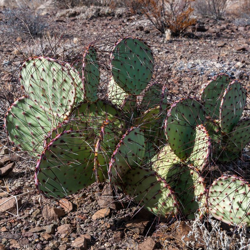 Opuntia macrocentra Epines noires (Kasvutapa)