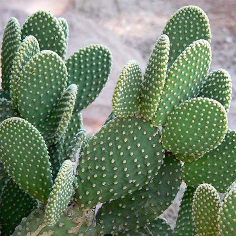 Jänönopuntia - Opuntia microdasys (Lehvistö)