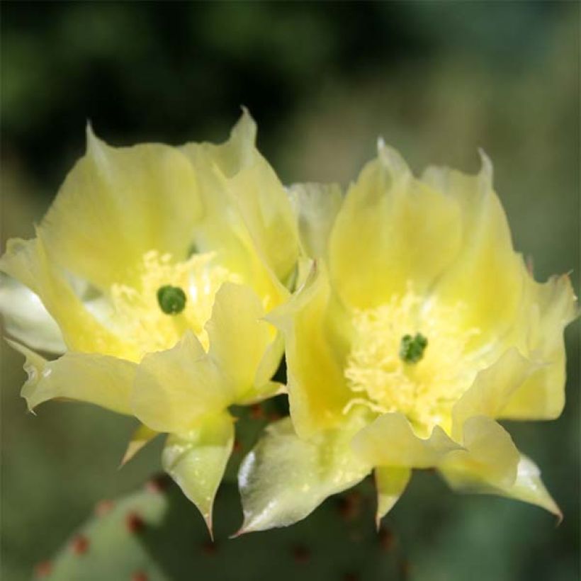Jänönopuntia - Opuntia microdasys (Kukinta)