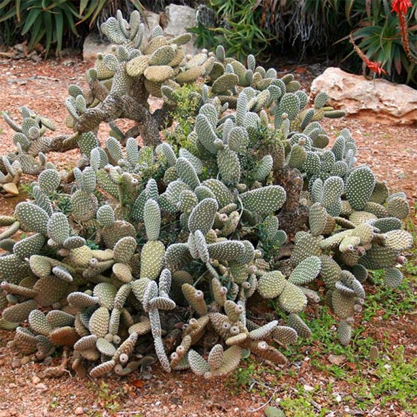 Jänönopuntia - Opuntia microdasys (Kasvutapa)