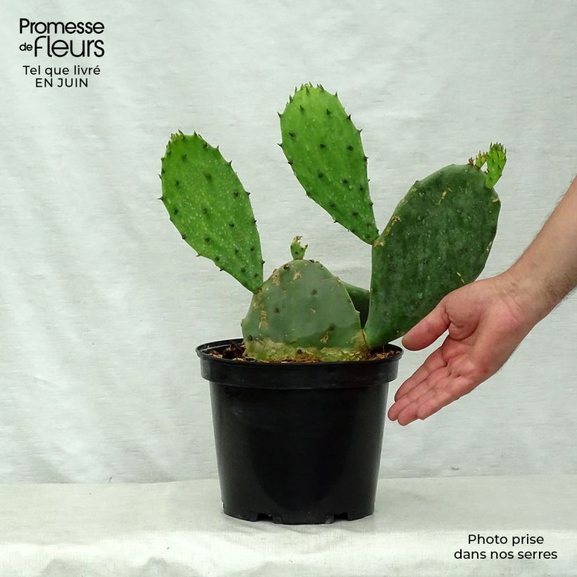 Esimerkki kesällä toimitetusta Jänönopuntia - Opuntia microdasys Pot de 2L/3L-taimesta