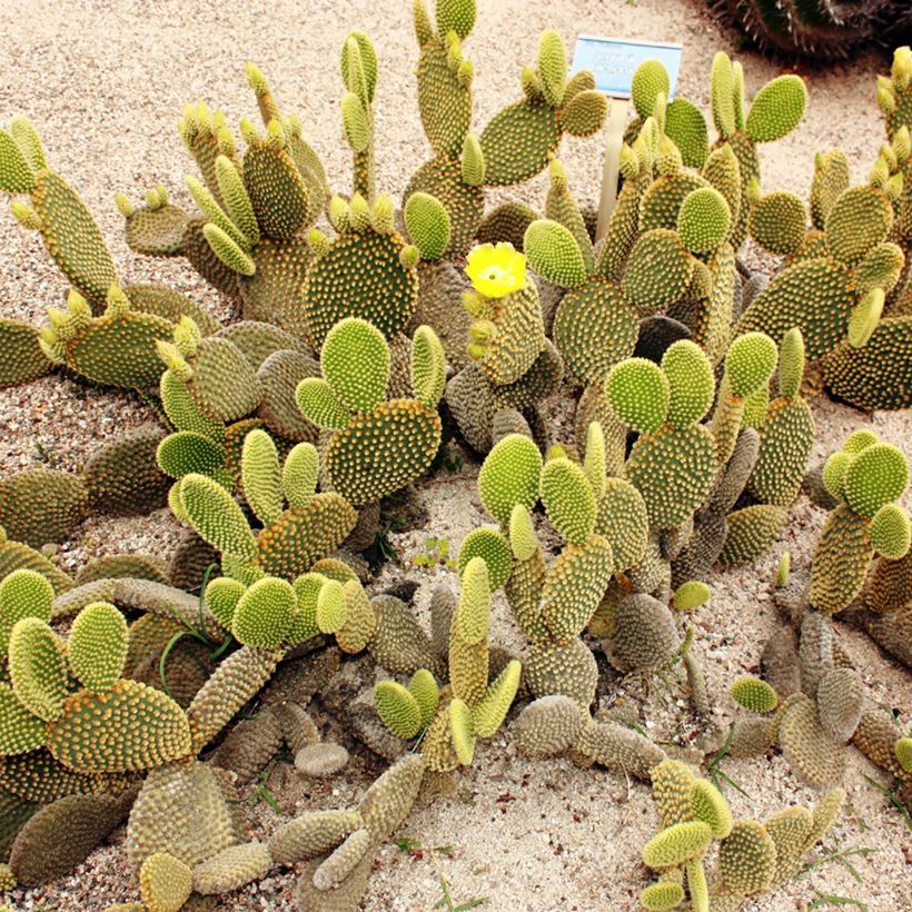 Opuntia microdasys var. pallida (Kasvutapa)