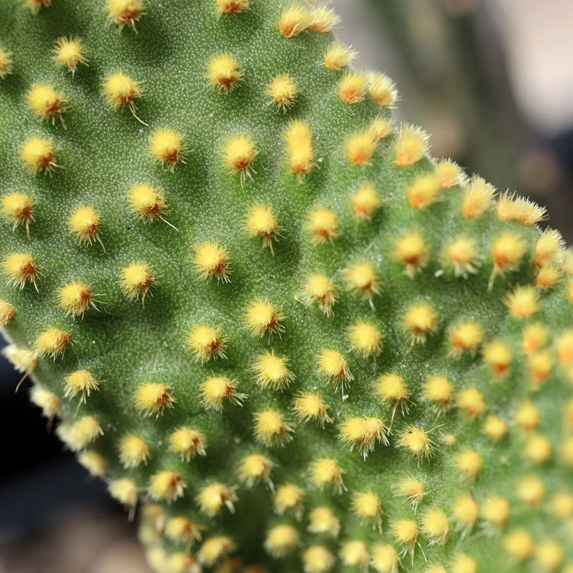 Opuntia microdasys var. pallida Undulata (Lehvistö)