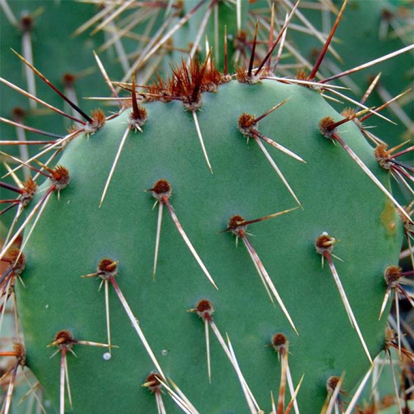 Opuntia phaeacantha Mojavensis (Lehvistö)