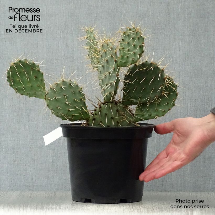 Esimerkki talvella toimitetusta Opuntia phaeacantha Mojavensis Pot de 4L/5L-taimesta