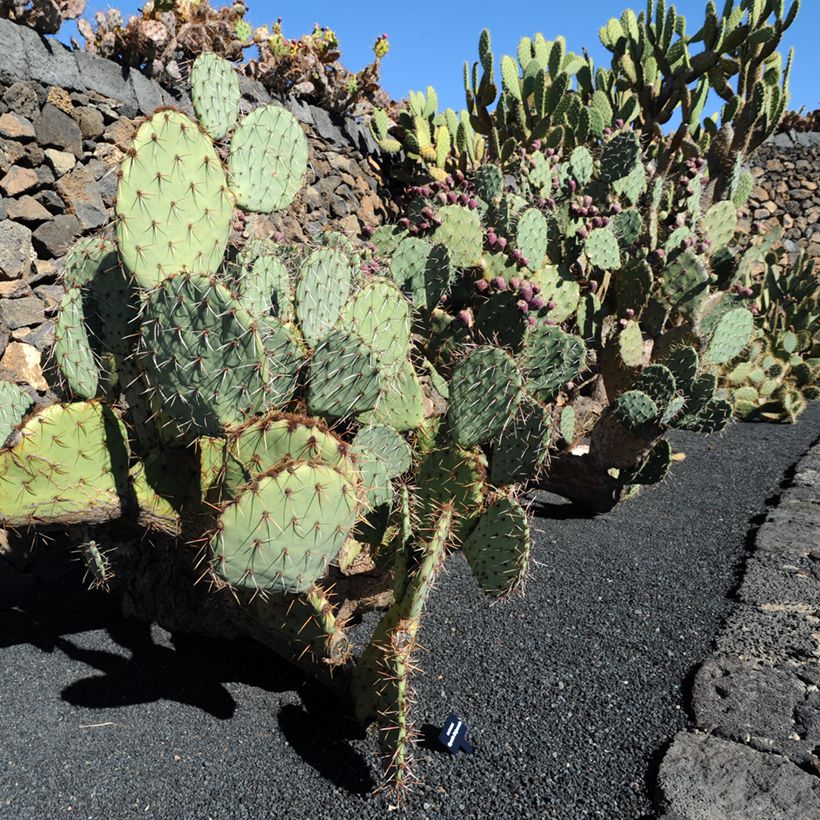 Opuntia phaeacantha Mojavensis (Kasvutapa)