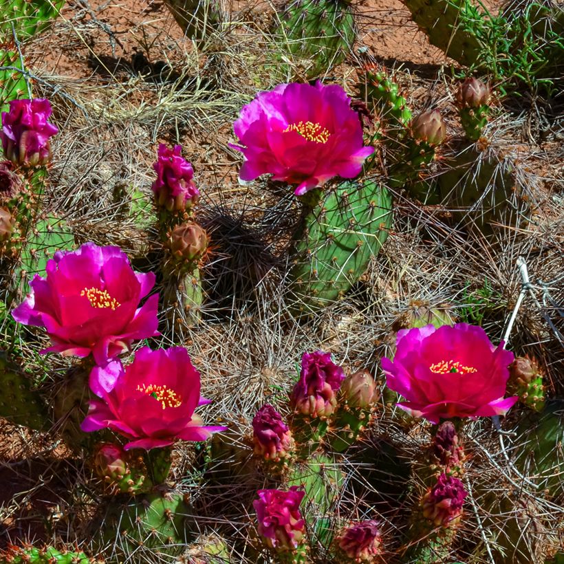 Pihaopuntia - Opuntia polyacantha (Kukinta)