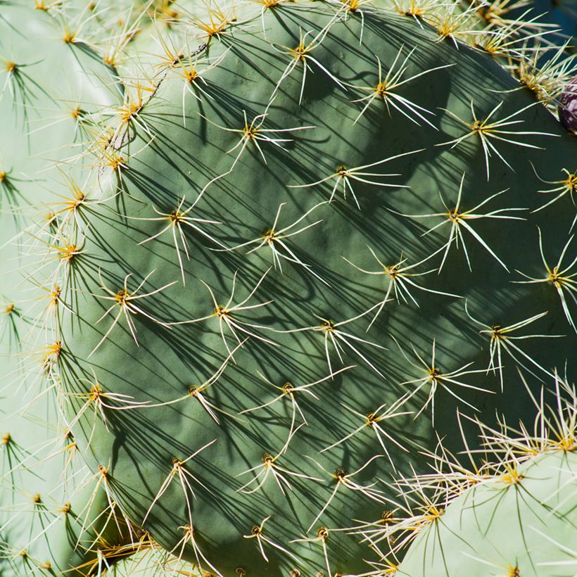 Puuopuntia - Opuntia robusta (Lehvistö)