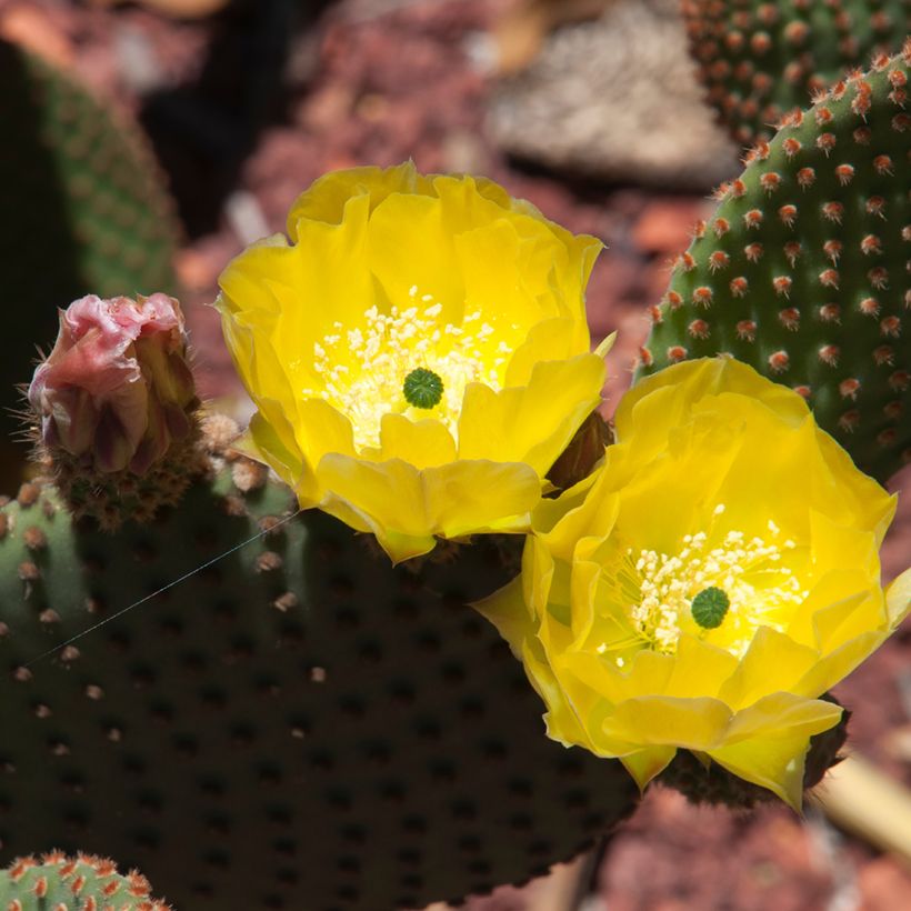 Rusko-opuntia - Opuntia rufida (Kukinta)