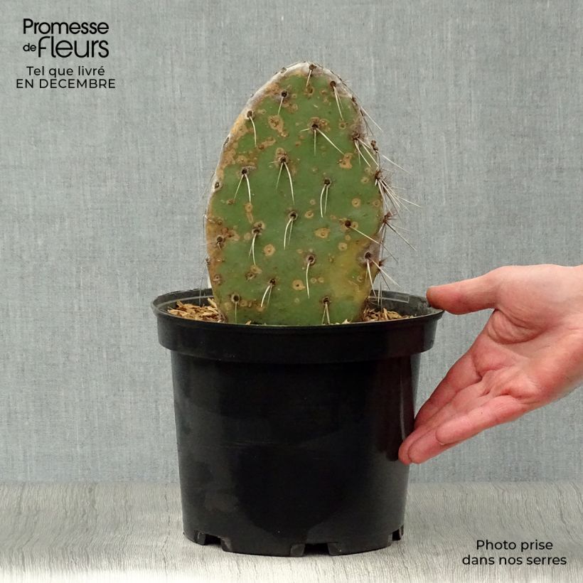 Esimerkki talvella toimitetusta Opuntia sanguinicola 4 litran/5 litran ruukku-taimesta