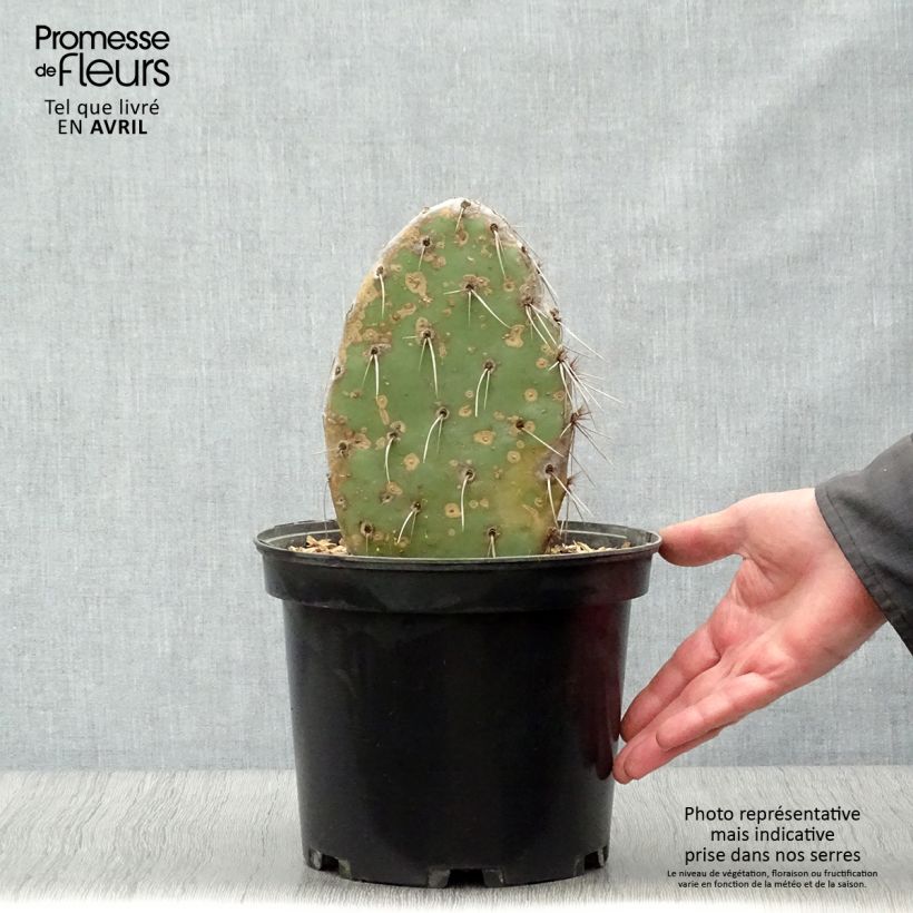 Esimerkki keväällä toimitetusta Opuntia sanguinicola Pot de 4L/5L-taimesta