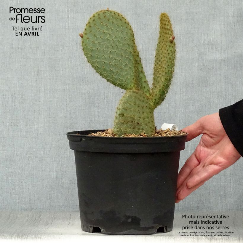 Esimerkki keväällä toimitetusta Tähtiopuntia - Opuntia scheeri Ruukku 4L / 5L-taimesta
