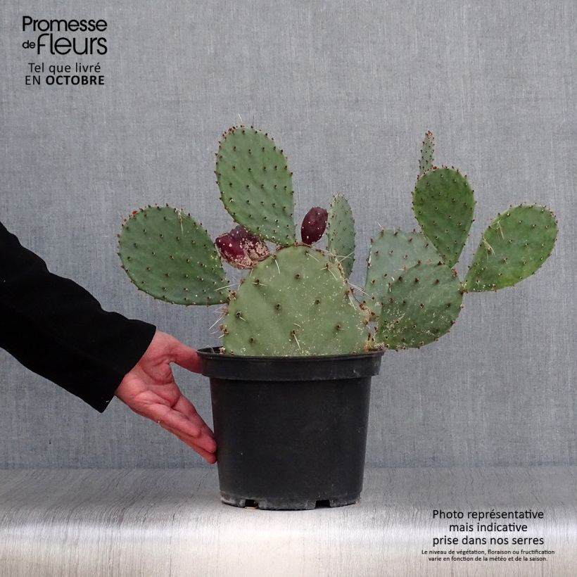 Esimerkki syksyllä toimitetusta Opuntia semispinosa 4 litran/5 litran ruukku-taimesta