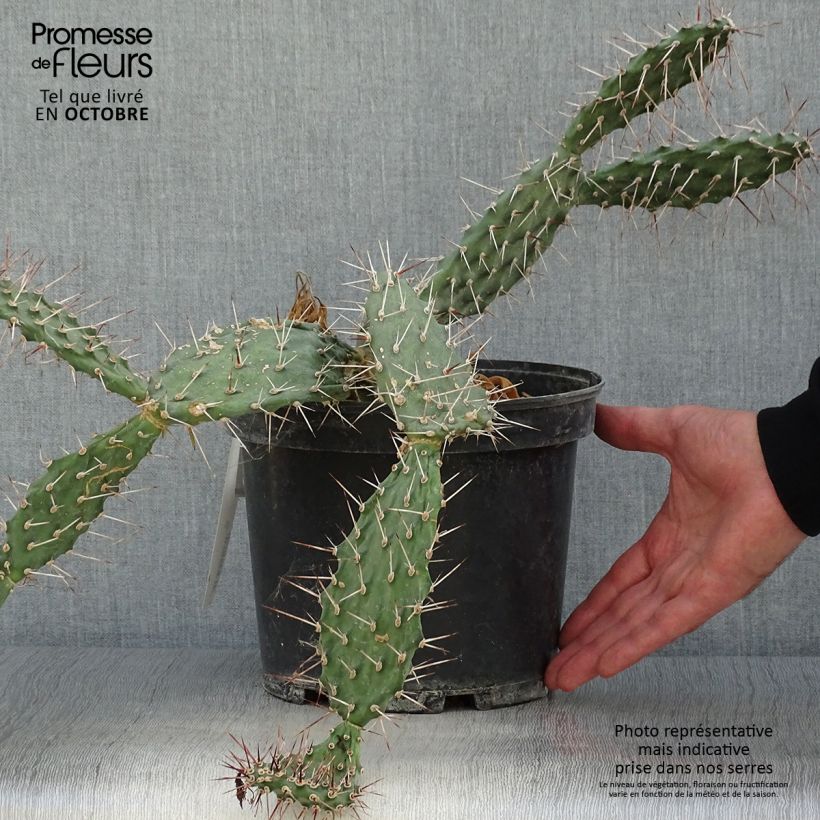 Esimerkki syksyllä toimitetusta Opuntia sulfurea 3 litran/4 litran ruukku-taimesta