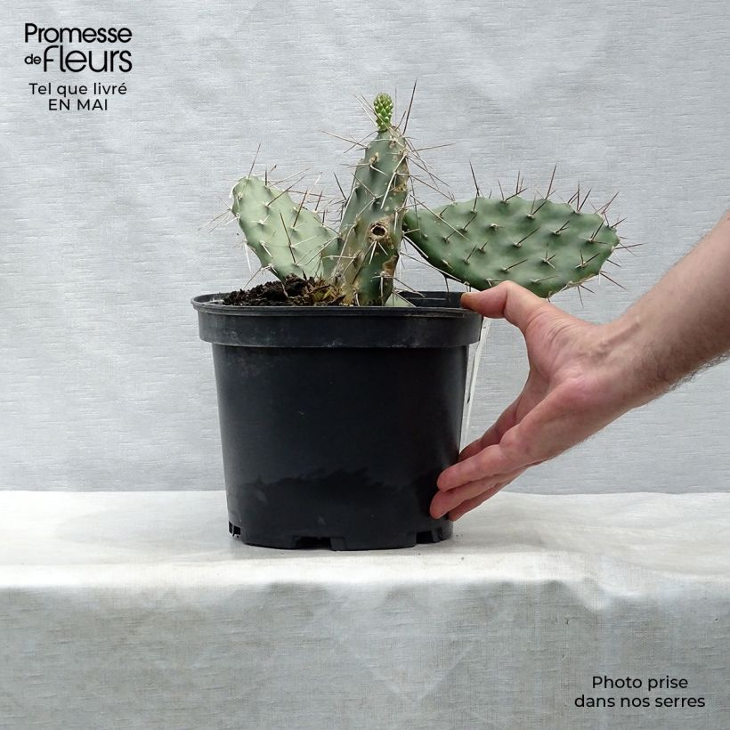 Esimerkki keväällä toimitetusta Opuntia sulfurea Pot de 3L/4L-taimesta