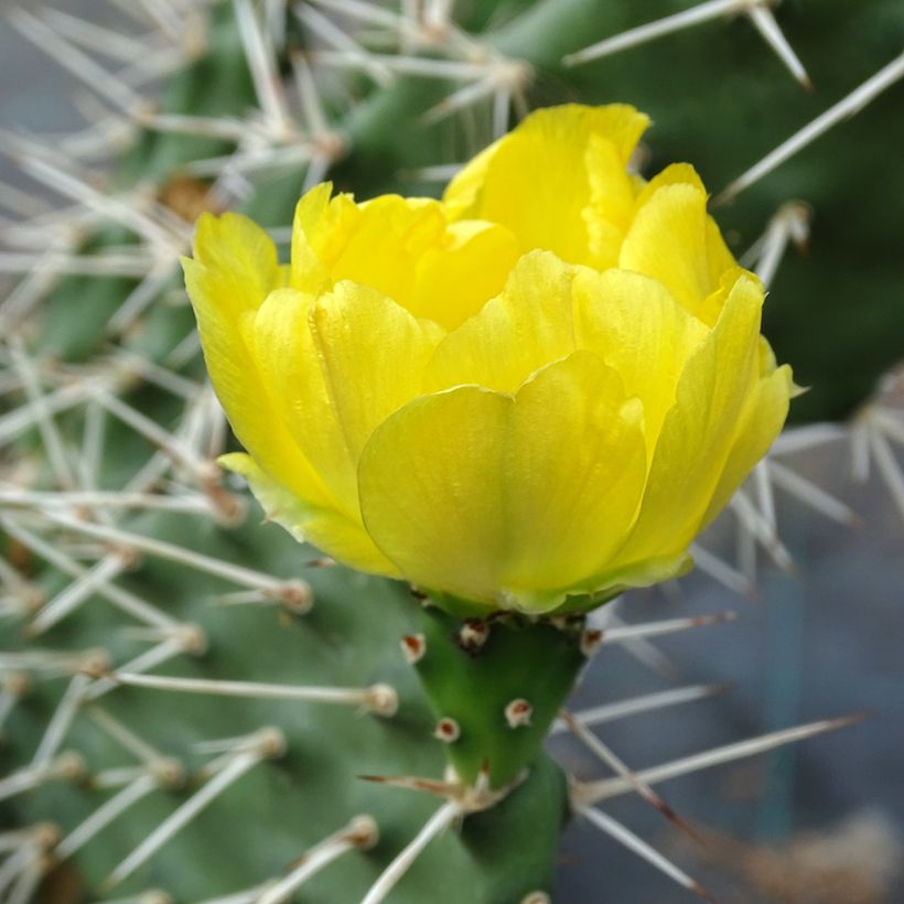 Opuntia sulfurea (Kukinta)