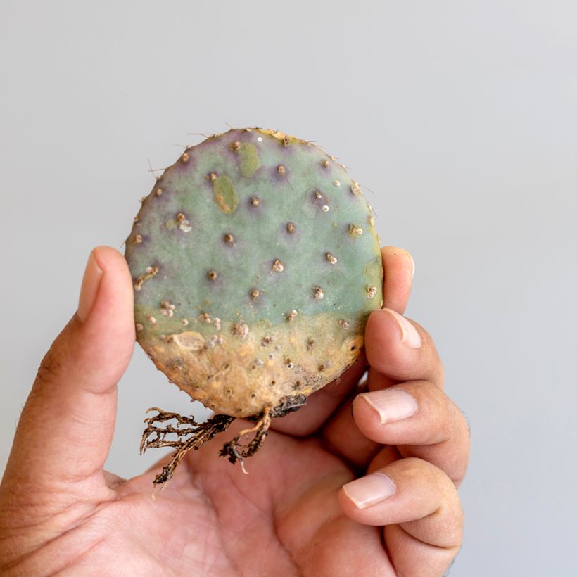 Opuntia santa-rita (Lehvistö)