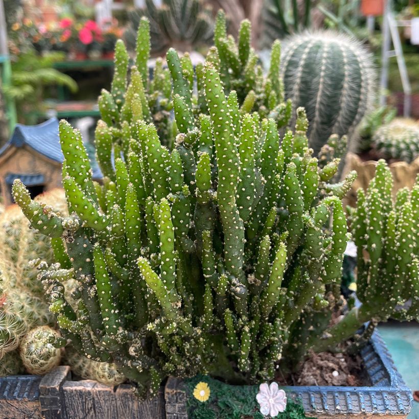 Kiilto-opuntia - Opuntia monacantha (Kasvutapa)