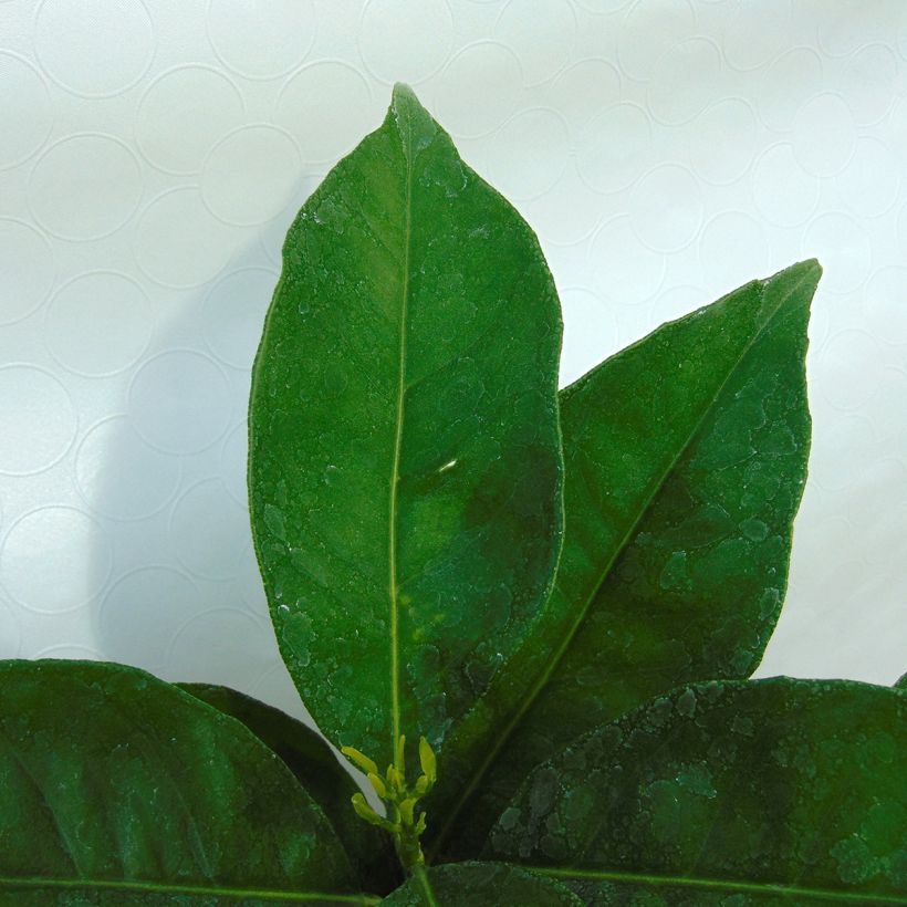 Appelsiini - Citrus sinensis (Lehvistö)