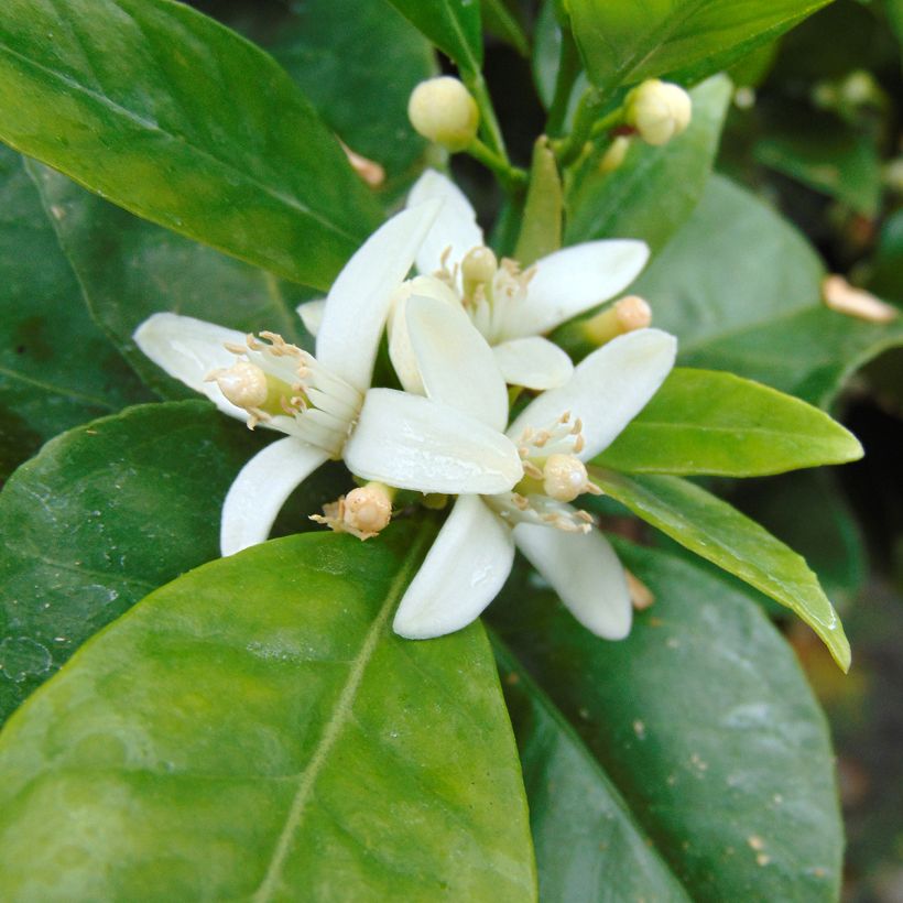Appelsiini - Citrus sinensis (Kukinta)